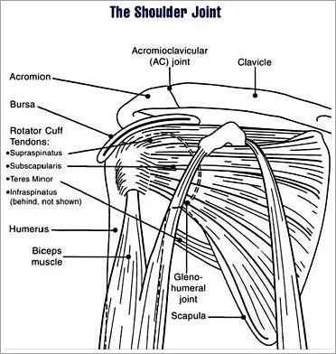 Anatomie de l'épaule : Coiffe des rotateurs schéma
