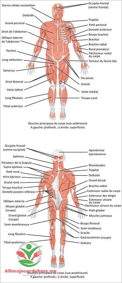 Combien de muscles dans le corps humain chiffres et fonctionnement