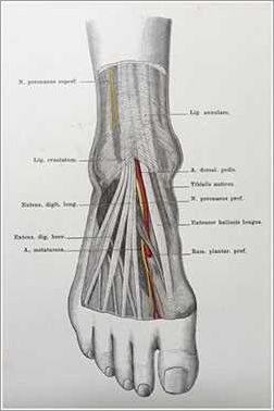 Anatomie du nerf sural