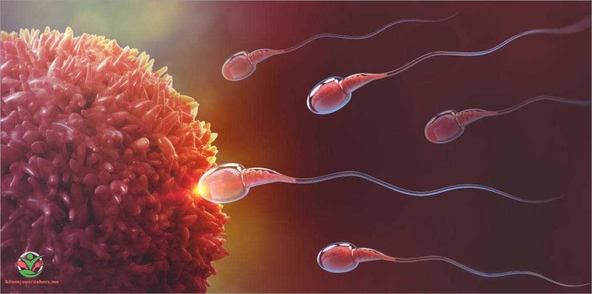 Durée de vie des spermatozoïdes après l'éjaculation