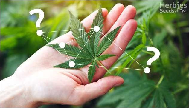 Différents types de feuilles de cannabis