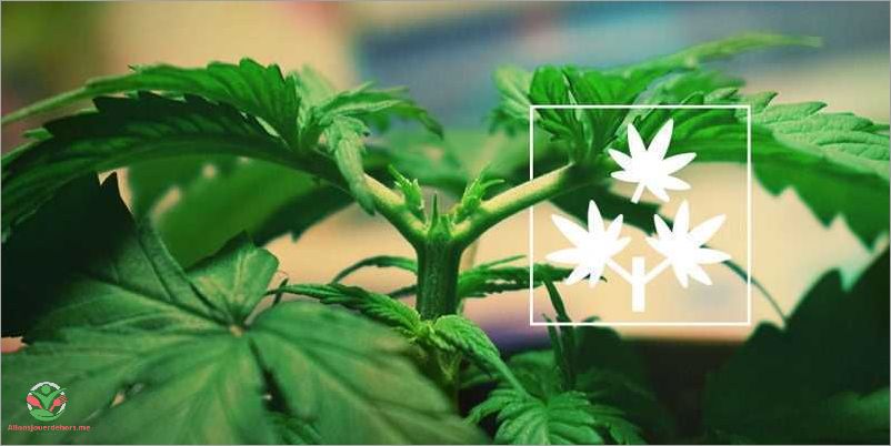 Utilisations et effets des feuilles de cannabis