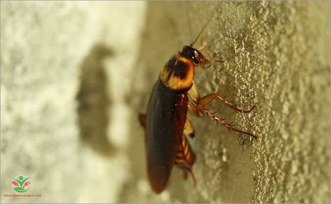 Identification de gros insecte noir volant
