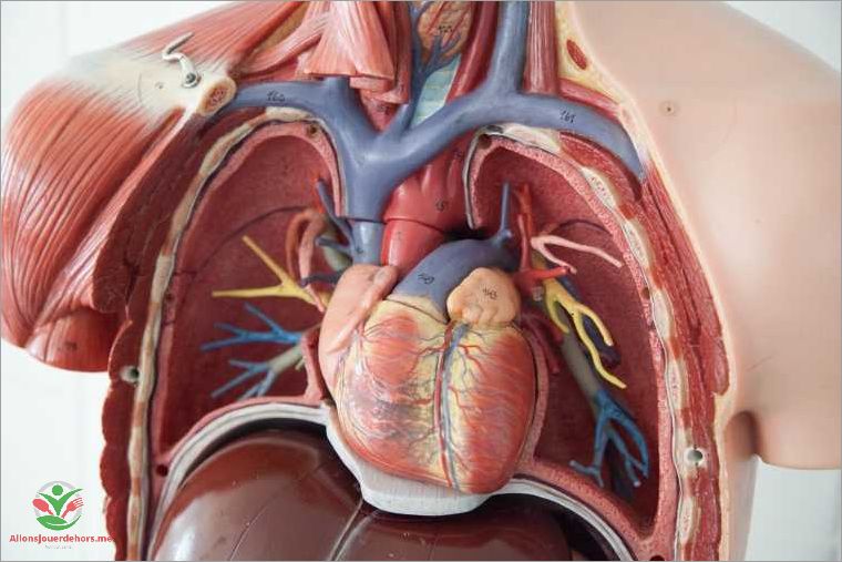 La position du cœur dans le corps humain