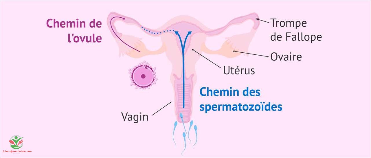 Les effets du sperm pendant la grossesse ce que vous devez savoir