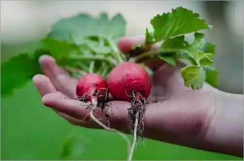Les radis: un légume riche en nutriments