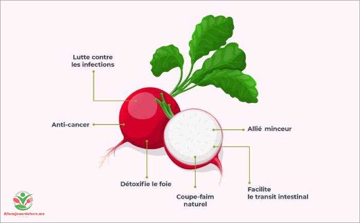 Les radis: riches en antioxydants naturels