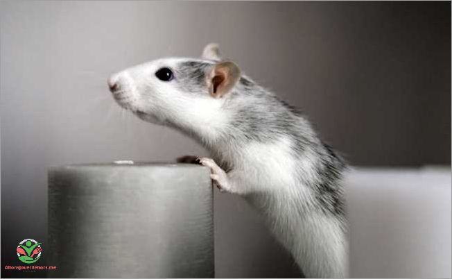 Causes de la maladie du rat