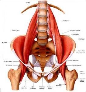 Les muscles adducteurs de la hanche