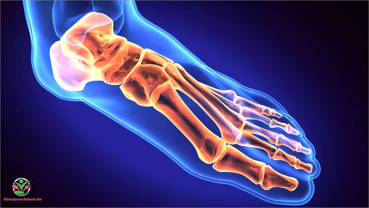 Structure de l'os de la jambe