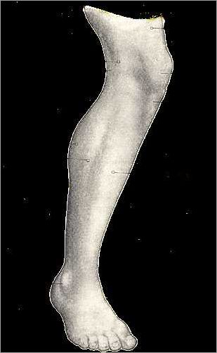 Fonctions de l'os de la jambe
