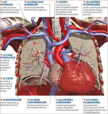 Rôle du cœur dans le système cardiovasculaire