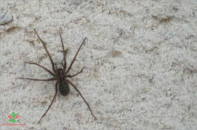 Caractéristiques physiques de la petite araignée noire maison