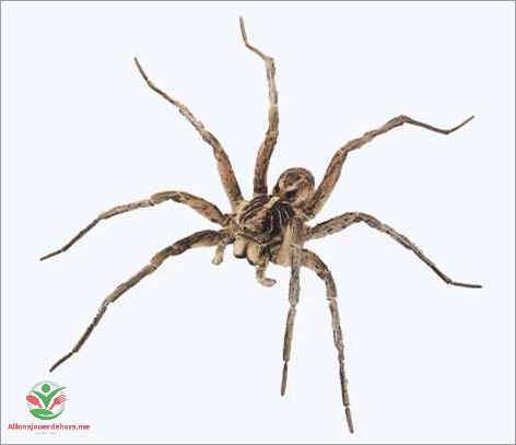 Alimentation et reproduction de la petite araignée noire maison