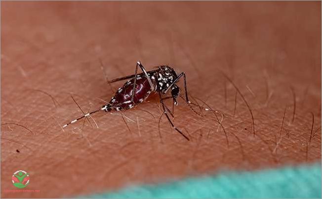 Traitement des allergies aux piqûres de moustique