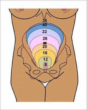 Taille de l'utérus pendant la grossesse: ce que vous devez savoir