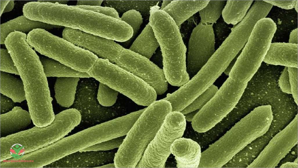 Qu'est-ce que la bactérie Escherichia coli ?