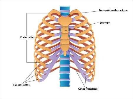 Causes possibles de la douleur sous les côtes droite irradiant dans le dos
