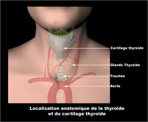 Maladie de la thyroïde symptômes traitement et prévention